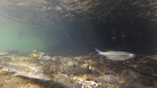  An underwater footage of a fishes in a clean and clear river with a stone and sandy bottom. River fish in their natural habitat