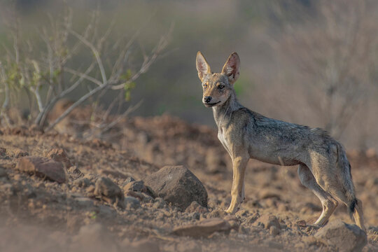 this is my wildlife images that shoot in bigwan pune