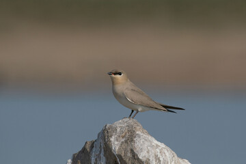 this is my wildlife images that shoot in bigwan pune