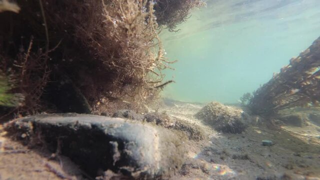 Underwater footage of fishes in the river. Freshwater river fish in their natural environment. Tone and sandy bottom, underwater plants