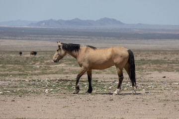 Fototapeta na wymiar Beautiful Wild Horse in Sring in teh Utah Desert