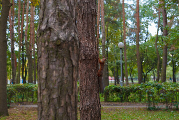 A squirrel is sitting on a tree