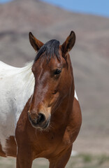 Obraz premium Beautiful Wild Horse in Sring in teh Utah Desert