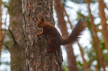 A squirrel is sitting on a tree