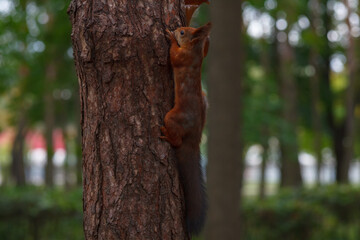 A squirrel is sitting on a tree