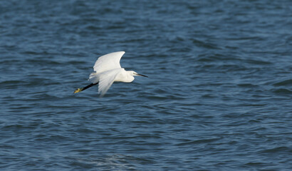 Little egret (Egretta garzetta)