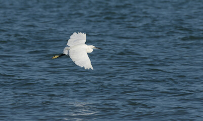 Little egret (Egretta garzetta)