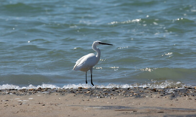 Little egret (Egretta garzetta)