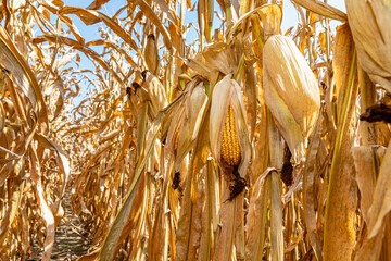 Ear of corn in cornfield ready for harvest. Harvest season, farming, agriculture, and ethanol concept.