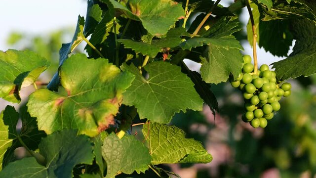 Colourful wine grapes and green leaves dancing in the wind. Close-up video of a vineyard from Bavaria, Germany with beautiful afternoon sunshine. Early autumn vibes on a sunny day, 4k.
