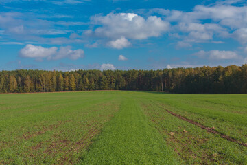 Plakat A field with green grass on the background of a forest