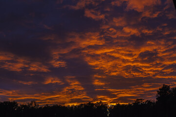 A field with green grass on the background of a forest