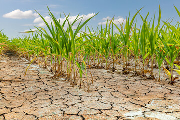 Cornfield with corn crop damage and cracked soil. Weather drought and flooding concept. - obrazy, fototapety, plakaty