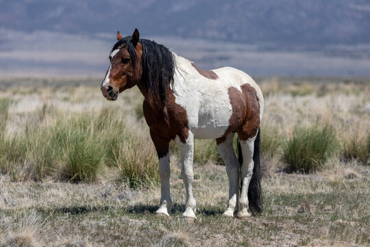 Beautiful Wild Horse in Sring in teh Utah Desert
