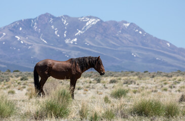 Beautiful Wild Horse in Sring in teh Utah Desert