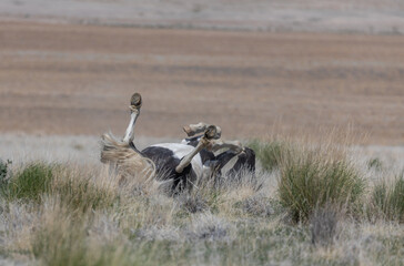 Beautiful Wild Horse in Sring in teh Utah Desert