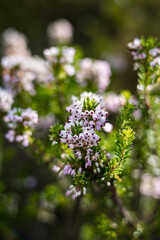 Obraz premium Bruyère en fleurs le long du sentier de randonnée des Fenestrettes à Saint-Guilhem-le-Désert (Occitanie, France)