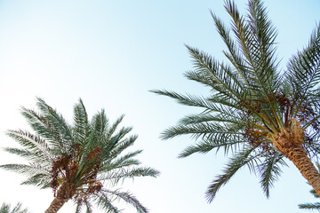 Date palm leaves on a background of blue sky