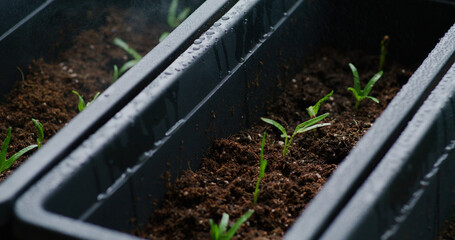 Watering on the water spinach sprout in home garden