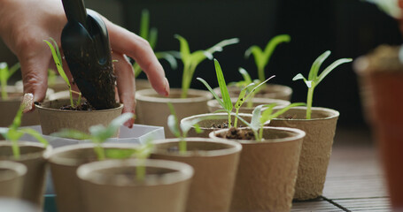 Put small water spinach sprout into paper cup