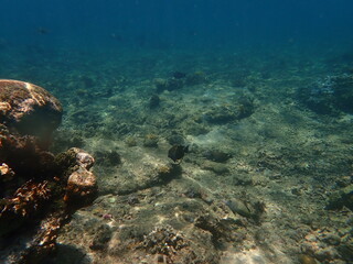 Naklejka na ściany i meble インドネシア　ロンボク島　スンギギの魚