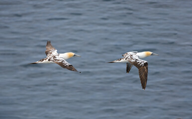 The beauty of a northern gannets (Morus bassanus) in flight over the waters of the North Sea between the Shetland and Faroe Islands.