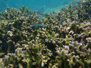 インドネシア　ロンボク島　スンギギの珊瑚と魚