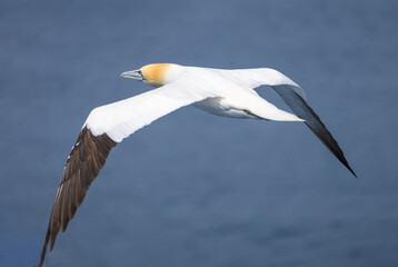 The beauty of a northern gannet (Morus bassanus) in flight over the waters of the North Sea between...