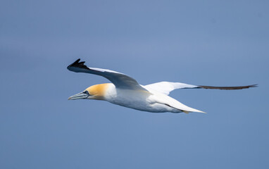 The beauty of a northern gannet (Morus bassanus) in flight over the waters of the North Sea between the Shetland and Faroe Islands.