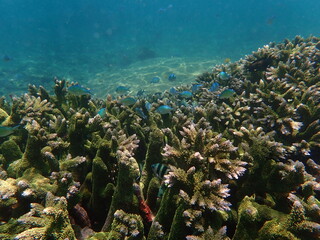 Fototapeta na wymiar インドネシア　ロンボク島　スンギギの珊瑚と魚
