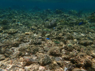インドネシア　ロンボク島　スンギギの魚