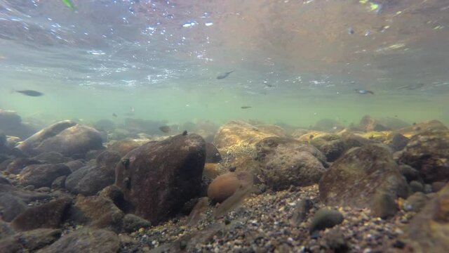 An underwater shot of a fish in a clean and clear river with a stone and sandy bottom. Small different fishes swim upstream in the direction of the camera. River fish in their natural habitat