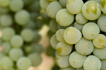 bunch of grapes, Rueda, Valladolid © lurialur