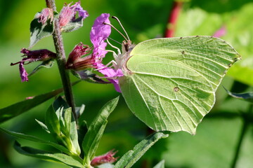 papillon citron butinant un fleur rose