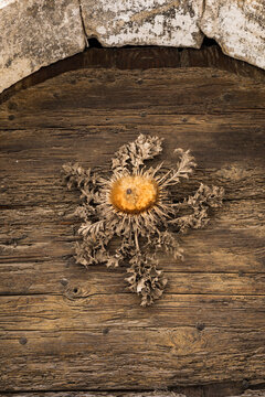 Fleur s&eacute;ch&eacute;e de cardabelle clout&eacute;e comme porte-bonheur sur une vieille porte en bois dans le village m&eacute;di&eacute;val de Saint-Guilhem-le-D&eacute;sert (Occitanie, France)