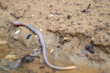 Earthworm and the first spring stream, close-up, selective focus.