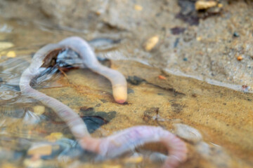 Earthworm and the first spring stream, close-up, selective focus.