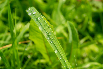 Dew drops on a green blade of grass in the morning sun, close-up, selective focus.