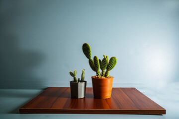 Small cactus in a vase set on plywood. and blue background