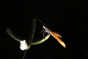 close up of a butterfly