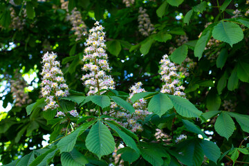 Horse chestnut blossom natural background, spring flowering chestnut branch