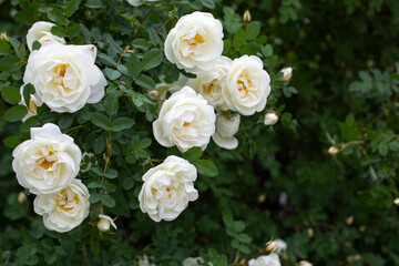 Obraz na płótnie Canvas Rosehip blossom with white flowers. A wild rose bush with many open flowers