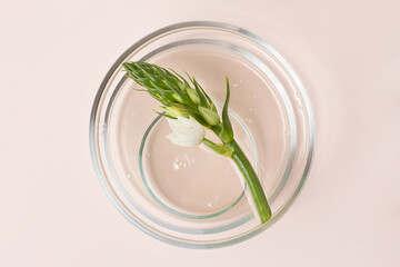 Top view of the petri dishes with transparent gel inside.Fresh green foliage in it.Concept of the research and preparing cosmetic.Banner in pastel colors.