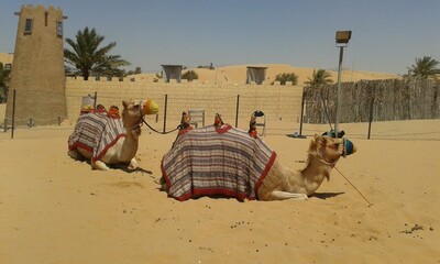 camels in the desert