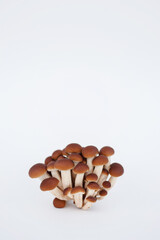 Honey mushrooms on a white background, young and old
