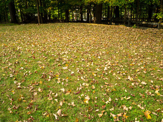 fallen leaves on the lawn in the early fall