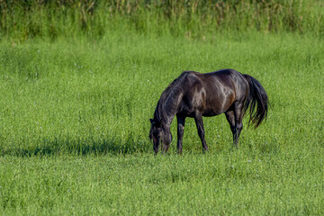 Black horse grazing on a pasture - perfect for wallpaper