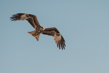 A black kite flies against a blue sky