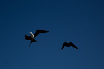 Maritime landscape sea birds in the bay of mazatlan puerto bello de mexic