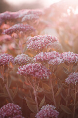 flowers in the morning light